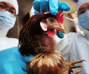 Masked workers hold chicken with bird flu %c2%a9rex shutterstock 615x346