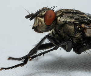Httpswww.freepik.compremium photomacro photo fly 6303366.htm page 1 query musca domestica position 2